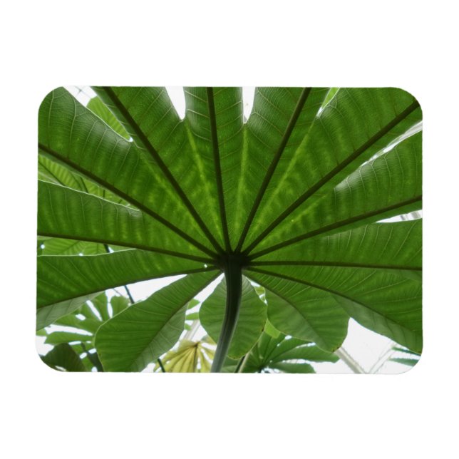 Riesiges Green Leaf 3"x4 Magnet (Horizontal)