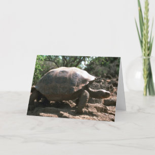 Riesiges kuppelförmiges Schildkröten-Gehen Karte