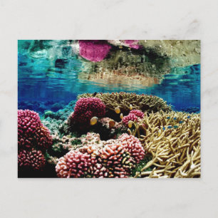 Riff-386973 Riffkorallenlandschaft farbenfroh Unte Postkarte