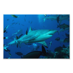 Riff-Haifisch-Foto-Druck Fotodruck