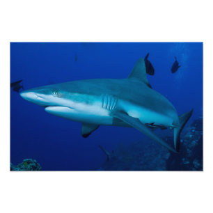 Riff-Haifisch-Foto-Druck Fotodruck