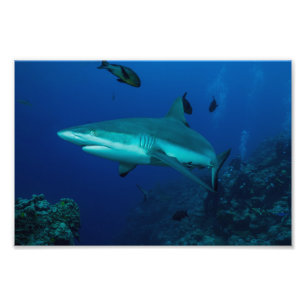 Riff-Haifisch-Foto-Druck Fotodruck