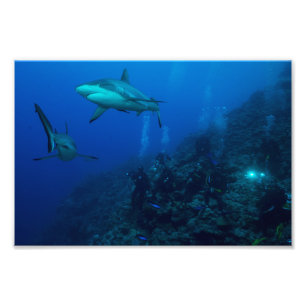 Riff-Haifisch-Foto-Druck Fotodruck