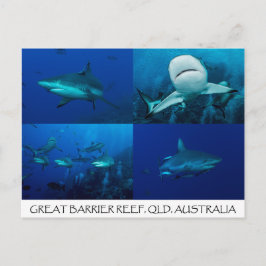 Riff-Haifische auf dem Great Barrier Reef Postkarte
