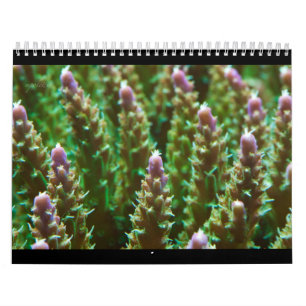 Riff-Ruhe-Kalender 2012 Kalender