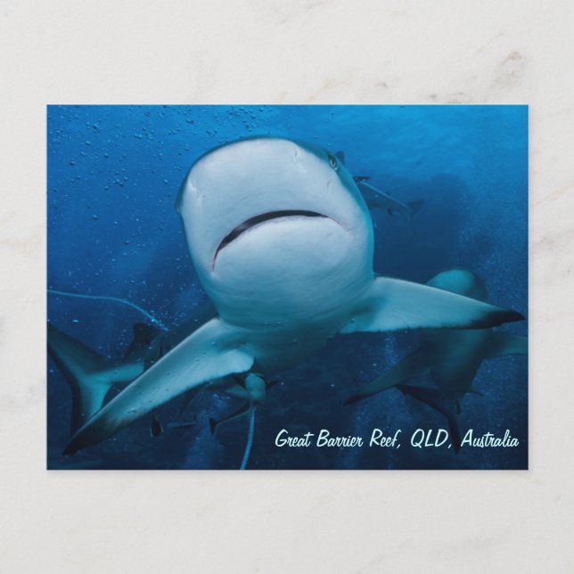 Riff Shark Great Barrier Reef Korallenriff Geschen Postkarte (Vorderseite)