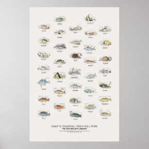 Riff- und Küsten-Tropenfische - Naturalist's Libra Poster