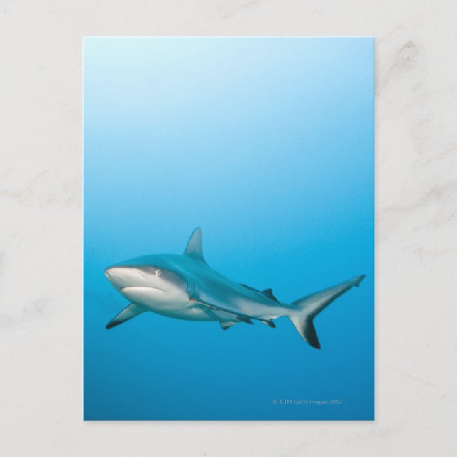 Riffhaie (Carcharhinus amblyrhnchos) Postkarte (Vorderseite)