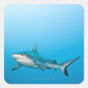 Riffhaie (Carcharhinus amblyrhnchos) Quadratischer Aufkleber