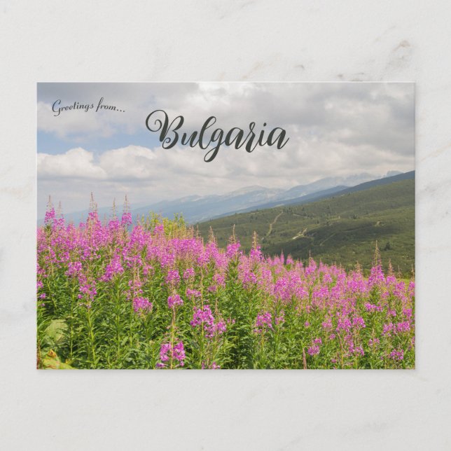 Rila Mountains and Pink Flowers in Bulgaria Postkarte (Vorderseite)