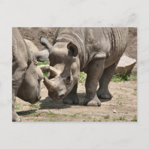 Rinamic Duo Postkarte