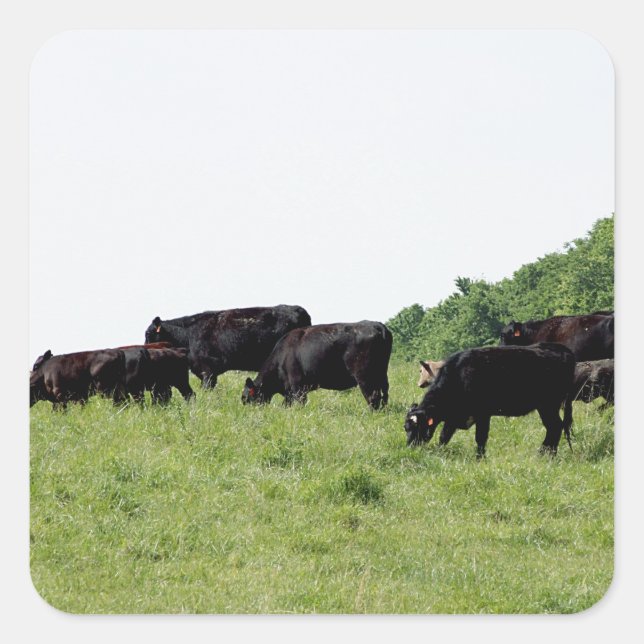 Rind Black Angus Quadratischer Aufkleber (Vorderseite)