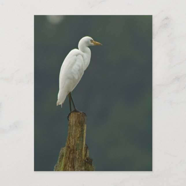 Rind Egret Postcard Postkarte (Vorderseite)