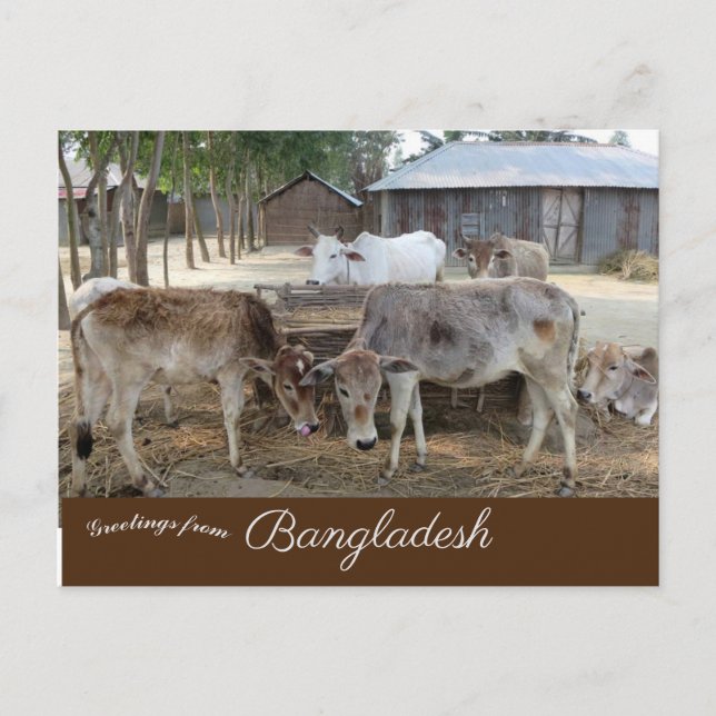 Rind Jamuna River Bangladesh Postkarte (Vorderseite)