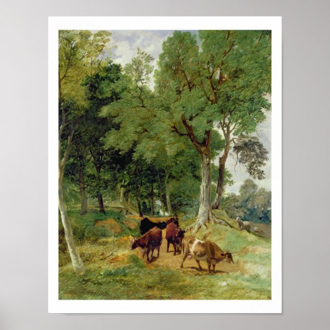 Rinder auf Devonshire Lane Poster (Vorne)