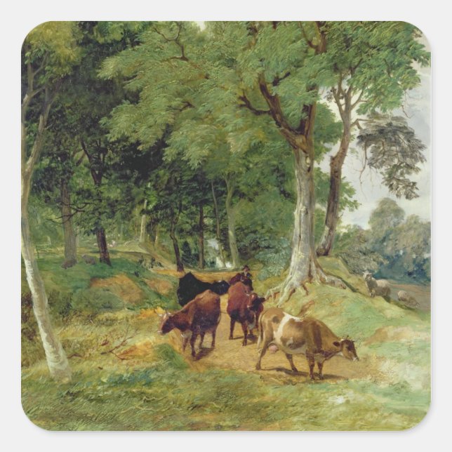 Rinder auf Devonshire Lane Quadratischer Aufkleber (Vorderseite)