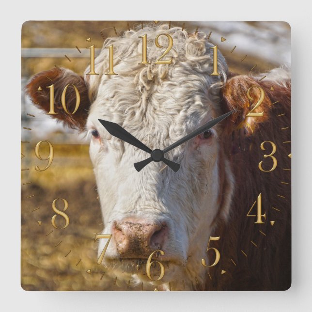 Rinder Beauty - Rinder Quadratische Wanduhr (Vorderseite)