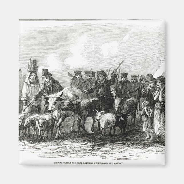 Rinder für Rent Magnet (Vorne)