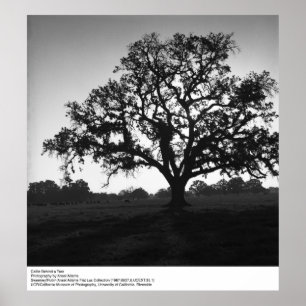 Rinder hinter einem Baum von Ansel Adams Poster