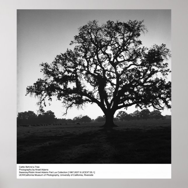 Rinder hinter einem Baum von Ansel Adams Poster (Vorne)