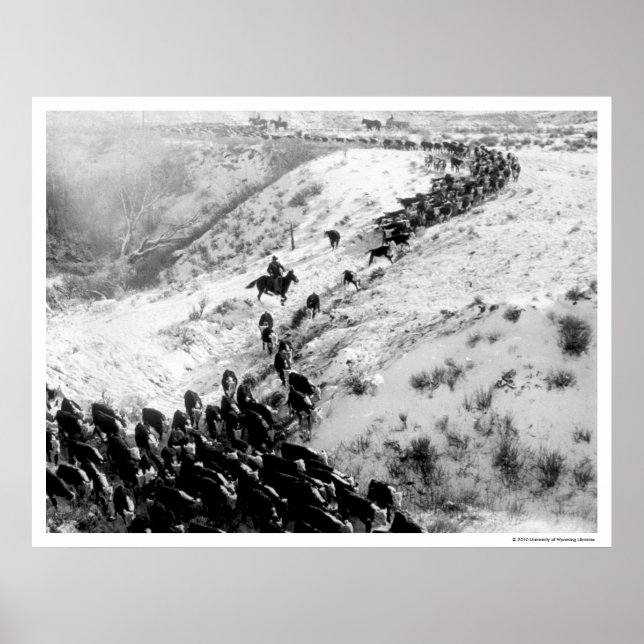 Rinder im Winter fahren. Poster (Vorne)