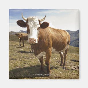 Rinder Magnet