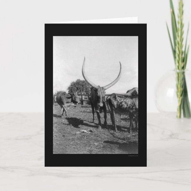 Rinder mit großen Hörnern in Afrika 1901 Karte (Vorderseite)