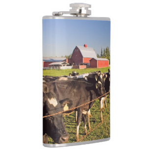 Rinder mit rotem Stall und Rainier-Zweitone-Co Flachmann