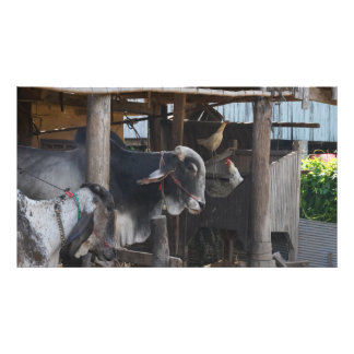 Rinder und Hühner in Kambodscha Fotodruck