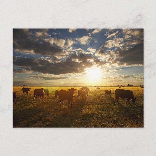 Rinder vor Ort, Sonnenuntergang Postkarte (Vorderseite)
