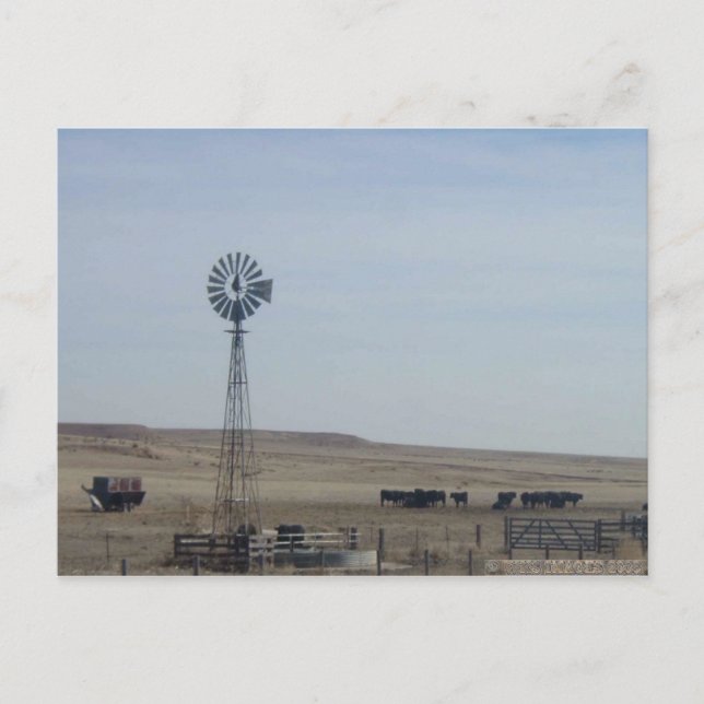 Rinder, Windmühle und Geist Postkarte (Vorderseite)