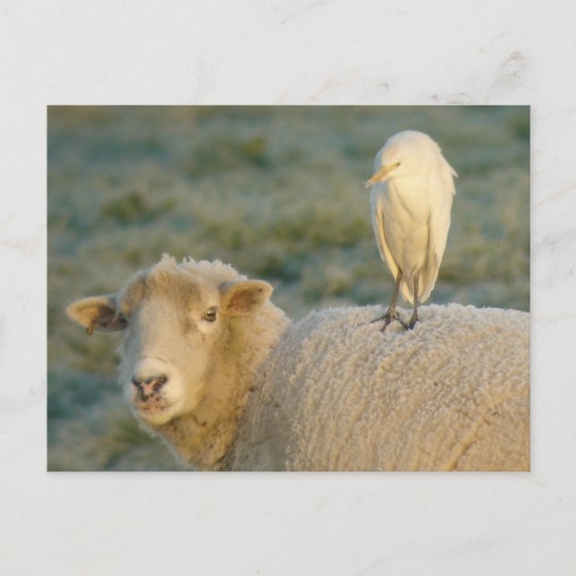 Rindereimer auf Schafspistkarte Postkarte (Vorderseite)
