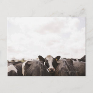 Rinderherde und bewölkter Himmel Postkarte