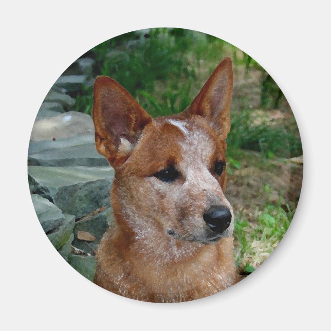 Rinderhund Magnet (Vorne)