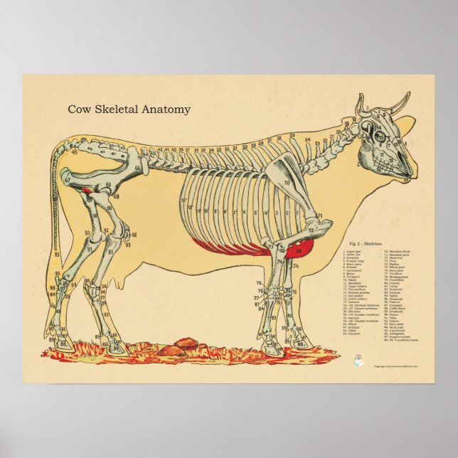 Rindertierärztliche Skelettanalyse Poster (Vorne)