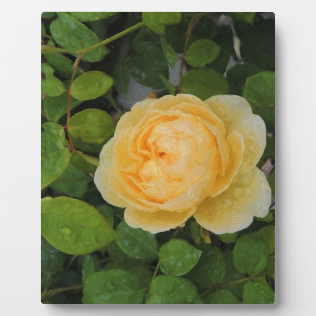 Rindropfen auf Gelben Rose Fotoplatte (Vorderseite)