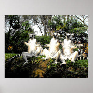 Ring angebundene Lemurs, die im Frühjahr aufwärmen Poster
