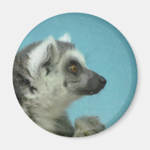 Ring-angebundener Lemur-Klassiker Magnet