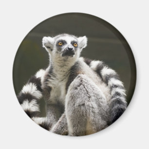 Ring-angebundener Lemur Magnet
