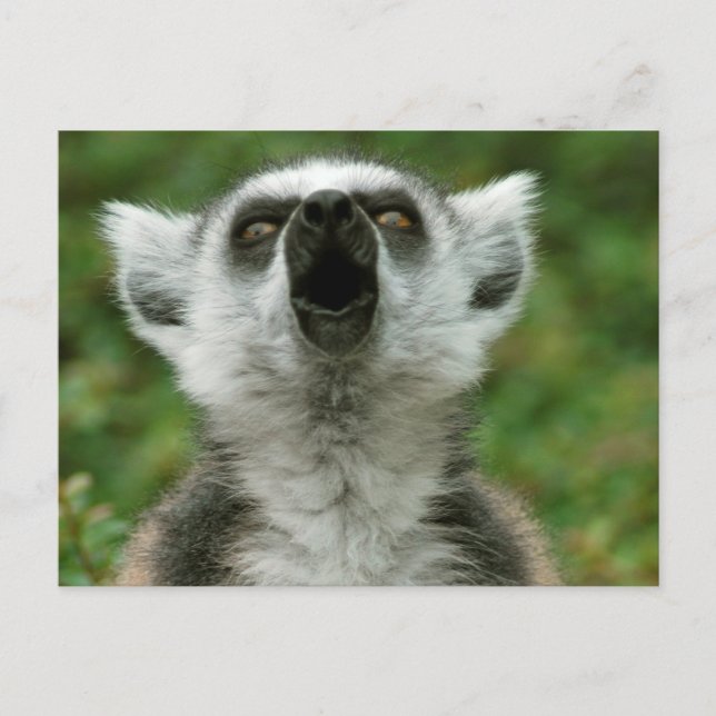 Ring-Angebundener Lemur Postkarte (Vorderseite)
