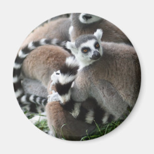 Ring angebundener Lemurs-Magnet Magnet