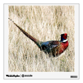 Ring-Hals-Fasan in der Wiese