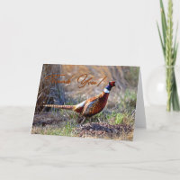 Ring-Hals Pheasant Foto Danke Karte