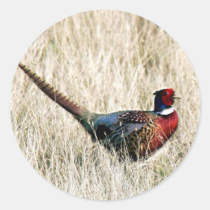Ring Neck Pheasant in Meadow Runder Aufkleber