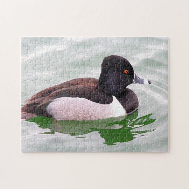 Ring Necked Duck (Horizontal)