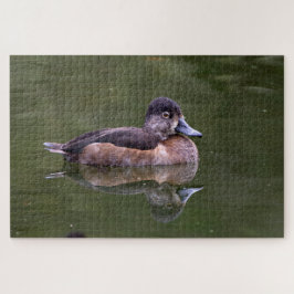 Ring-Necked Duck