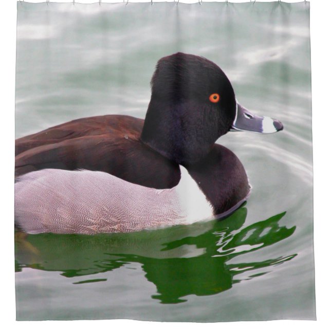 Ring Necked Duck Duschvorhang (Vorderseite)