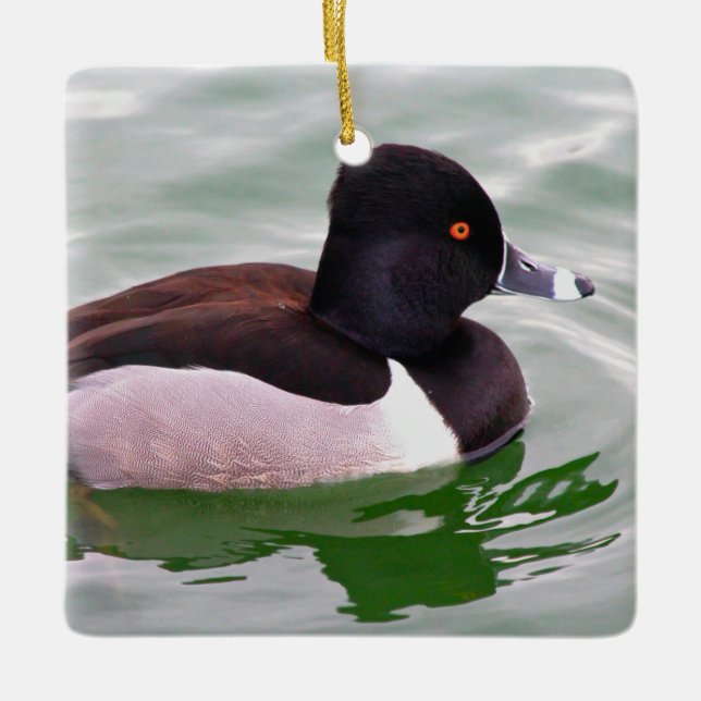 Ring Necked Duck Keramikornament (Vorderseite)