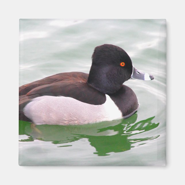 Ring Necked Duck Magnet (Vorne)