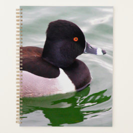 Ring Necked Duck Planer